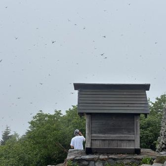 大量のトンボがお出迎え👍