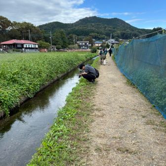 メダカが沢山泳いでいたょー
