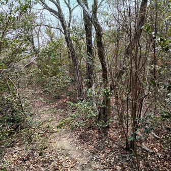 北山の山頂あたり、ここに来ても何もない感じ😅