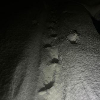 城山登ります
今朝は1人先行してます
ん〜この足跡は・・・
あ、川口のK山さんですね
ま、足跡見りゃ大体誰だかわかります💪
（ﾎﾝﾄﾊｸﾙﾏﾃﾞﾜｶｯﾀﾝﾀﾞﾛﾓ）
