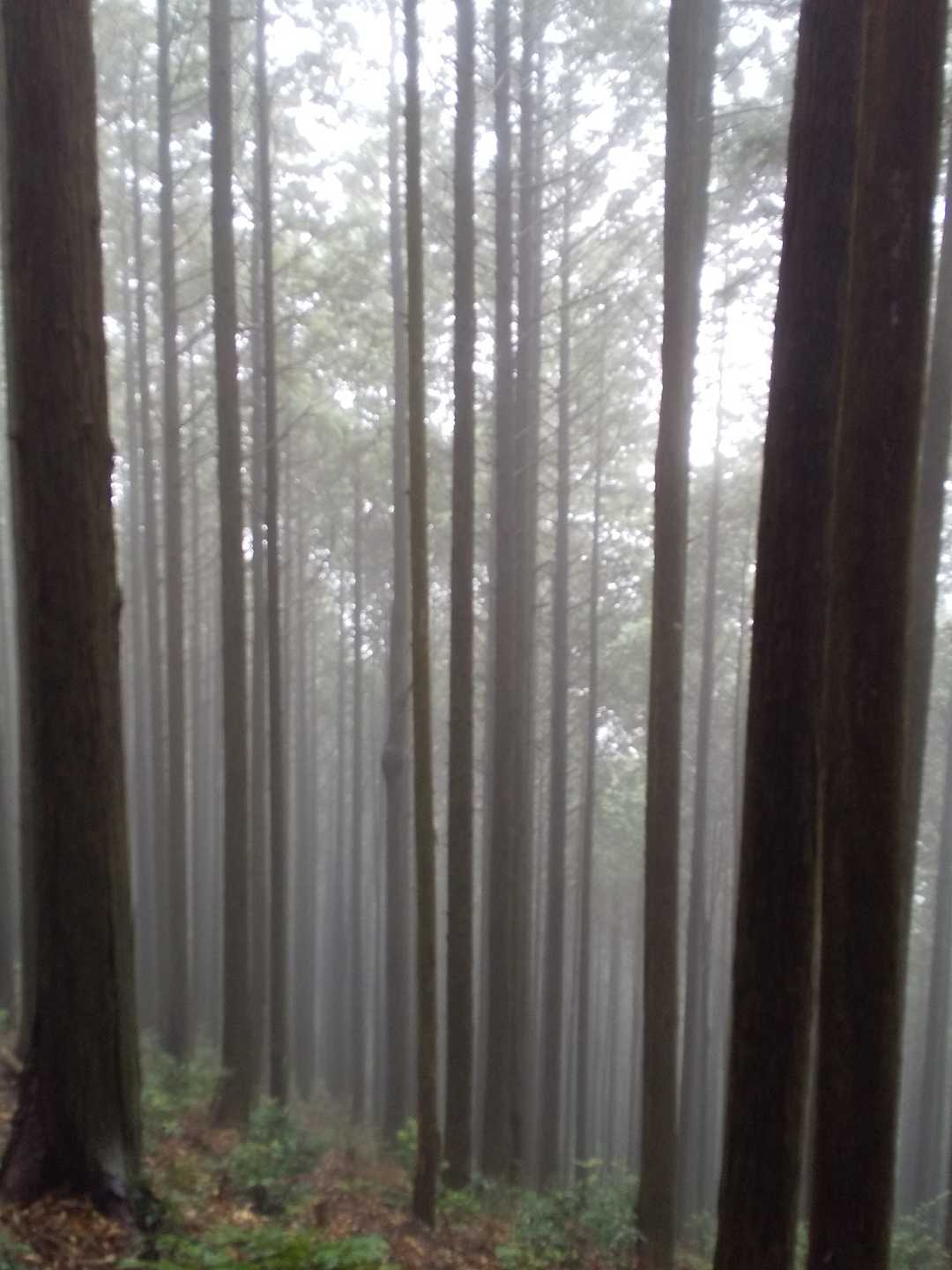 杉、ヒノキ？きれいです
