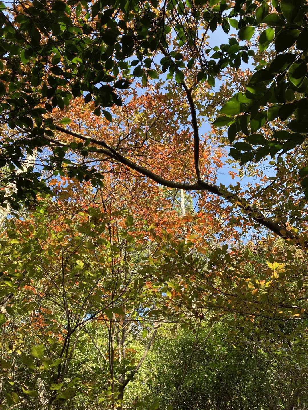 少しずつ紅葉🍂