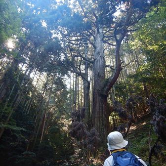 踏み跡のない倒木だらけの急斜面をのぼって“奥の天狗杉”