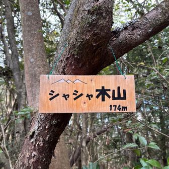 シャシャ木到着