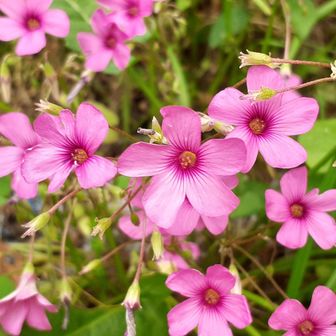 お出迎え🌸ムラサキカタバミ
