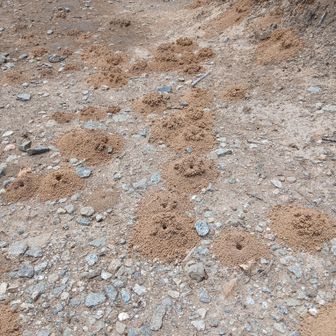 小さな虫が飛翔して穴に入っていった。