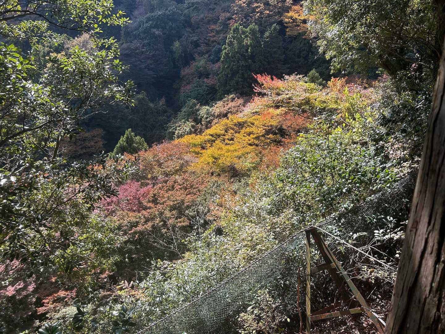 土山峠バス停-辺室山-物見峠-三峰山-唐沢峠-矢草ノ頭-大 縦走コースの写真