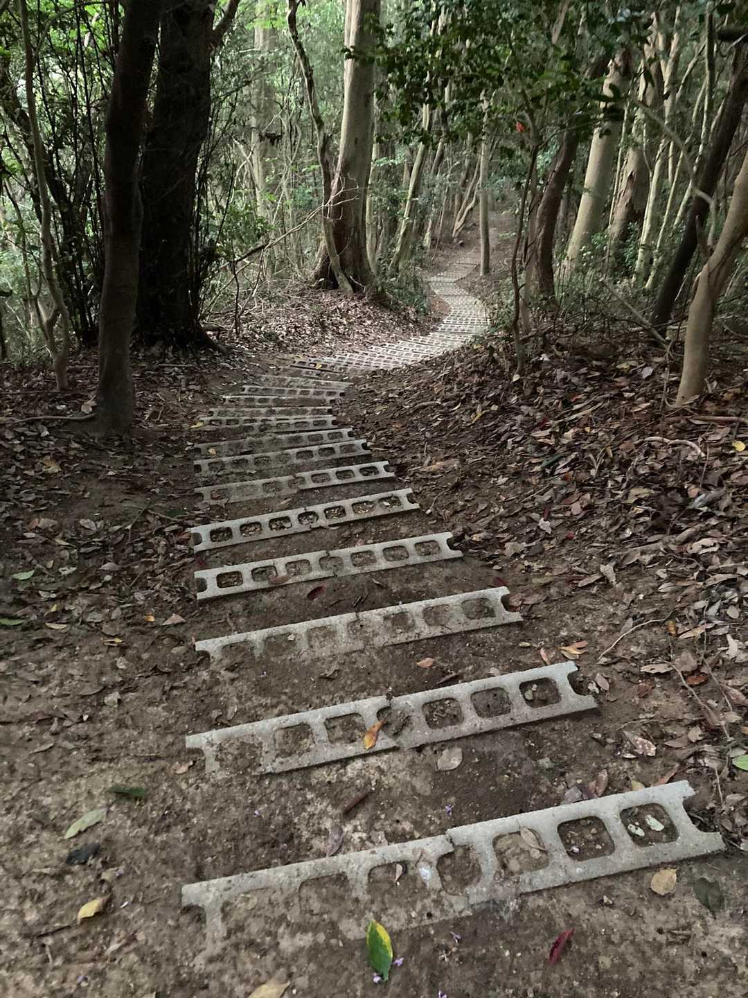 南峰-竜王山 縦走コースの写真