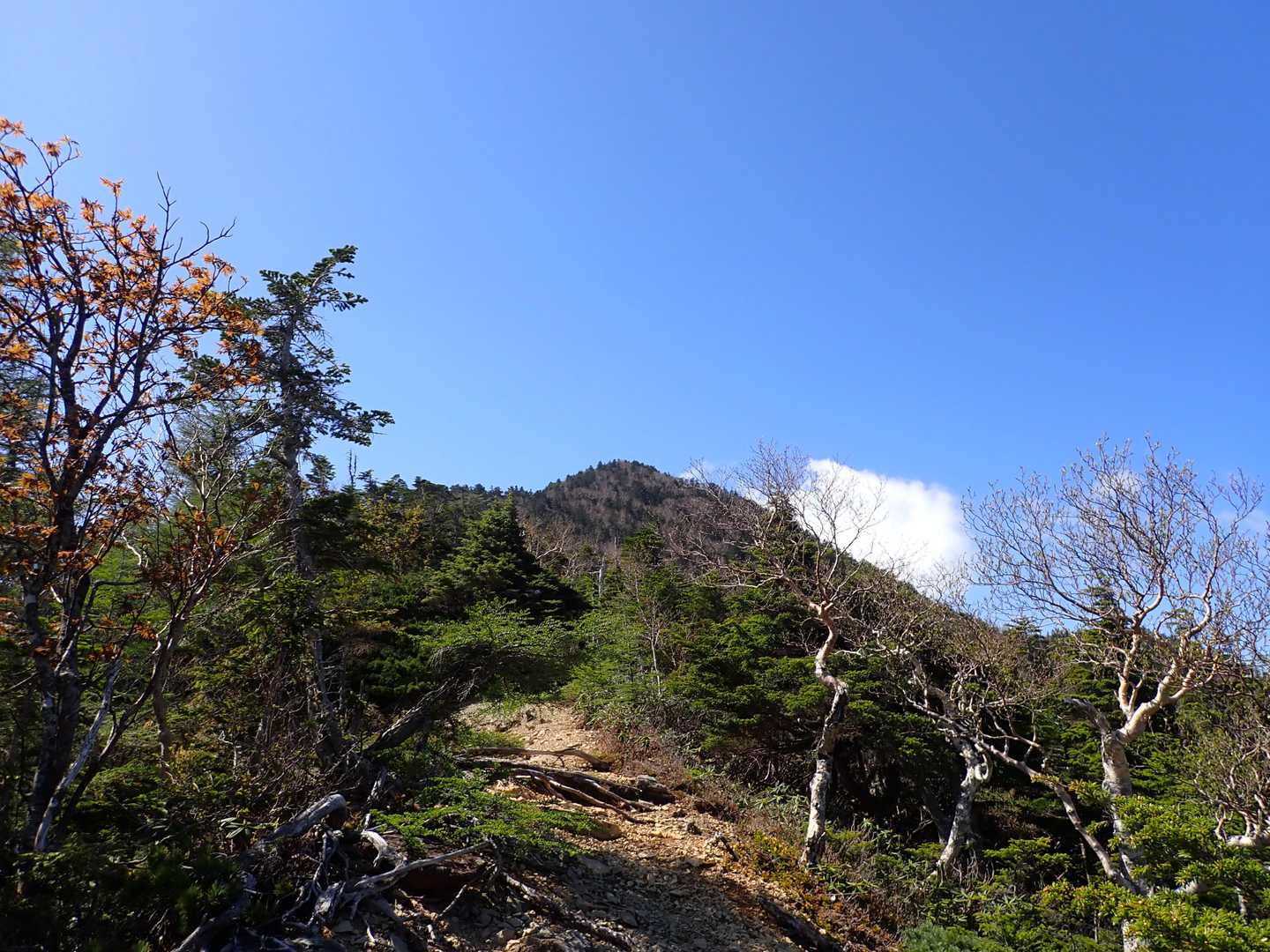 笊ヶ岳登山口-笊ヶ岳 往復コースの写真
