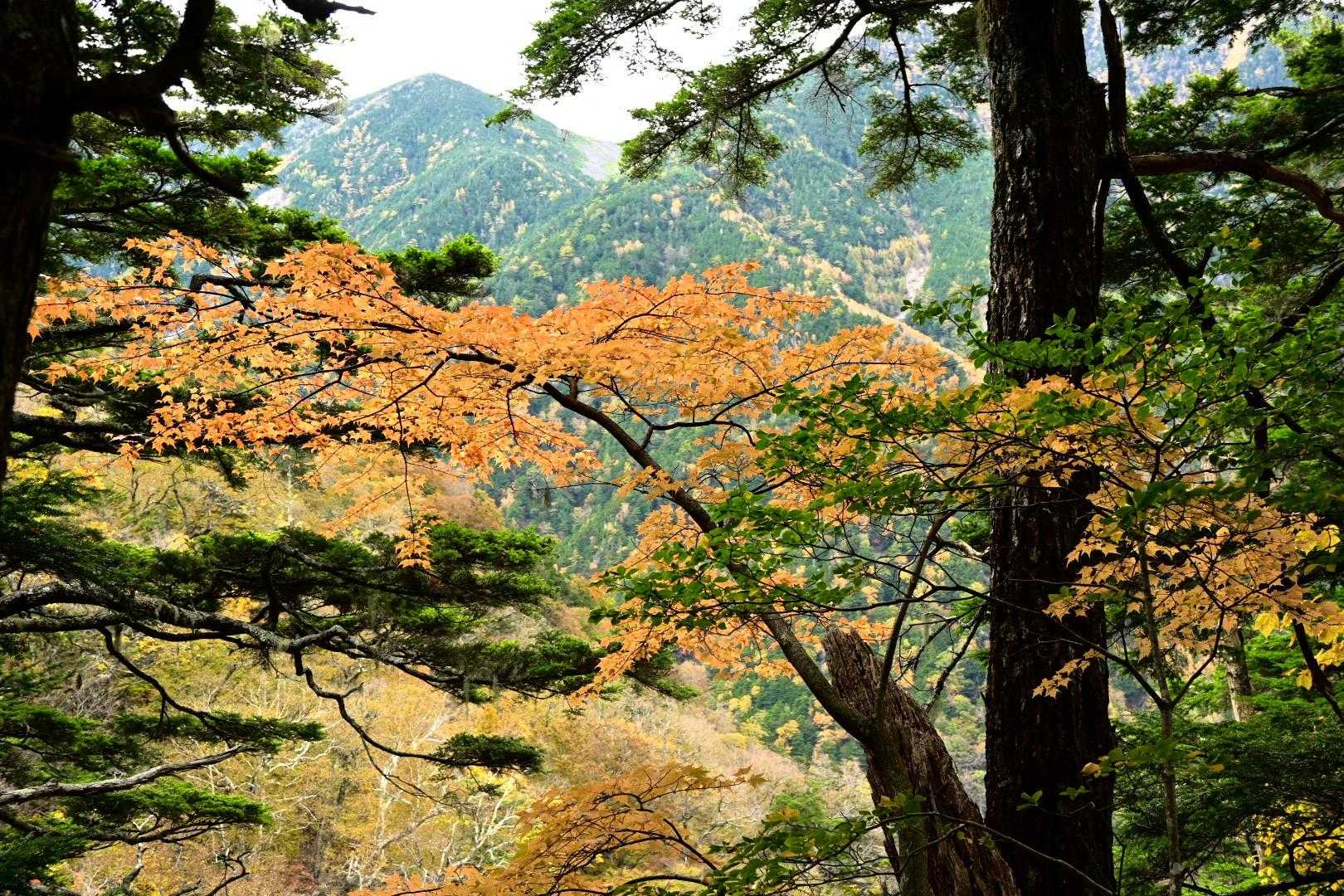 広河原-広河原登山口-小太郎山 往復コースの写真