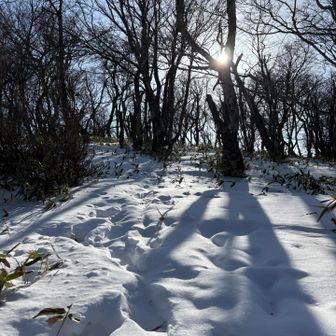 小地蔵岳は本来行かない予定でしたが、
YAMAPのルートにはない、でも軌跡はある
ピンクテープ頼りの近道？ルートへ。
直登、急登、北側の為雪深い❄️☃️
今日のトレースは無し。
途中不安になりましたが進むしかない。
チェンスパでは厳しいルートでしたが
凍ってはなく深雪の登りだけなので。😅

地図の等高線でみると急登真っ直ぐ登ってました。