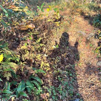ぽっち