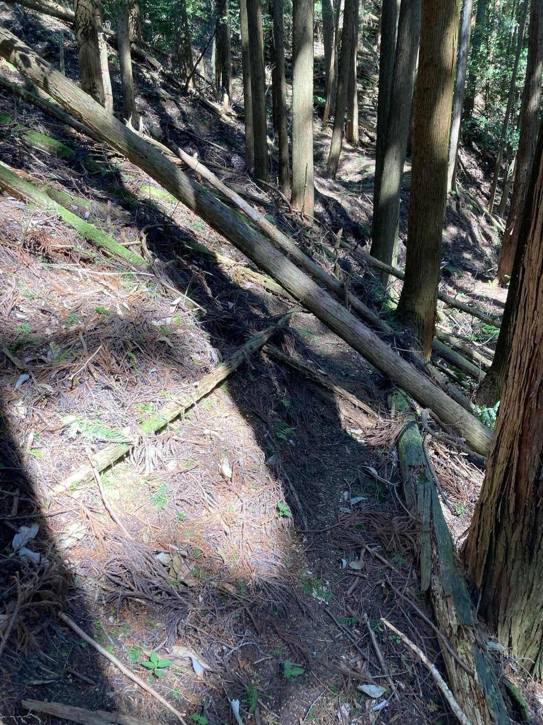 荒れてます蜘蛛の巣もあります😱