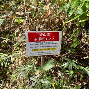 ディズニーかな？