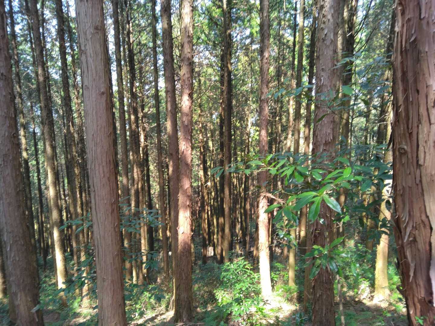 また、植林帯に入りました。杉、檜…👁💦💦💦