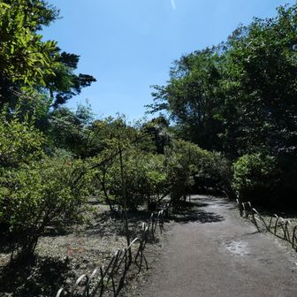 つつじ山
山頂付近と思われる