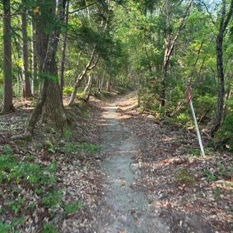 緩やかな登りを少しずつ登っていきます