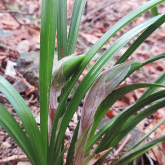 🦵　　　　　　　　　　　　　　　　　　　　　　
👀シュンラン蕾　　　　　　　　　　　
もう咲きそう　　　　　　　
お二人さんとすれ違い　　　　　