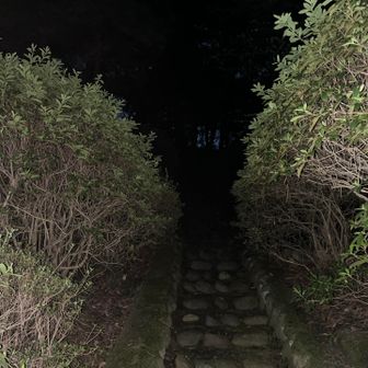 観音様の裏手に回り、灯りのない石段を登りまして……