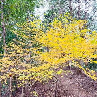 🍁頑張って楽しませてくれました