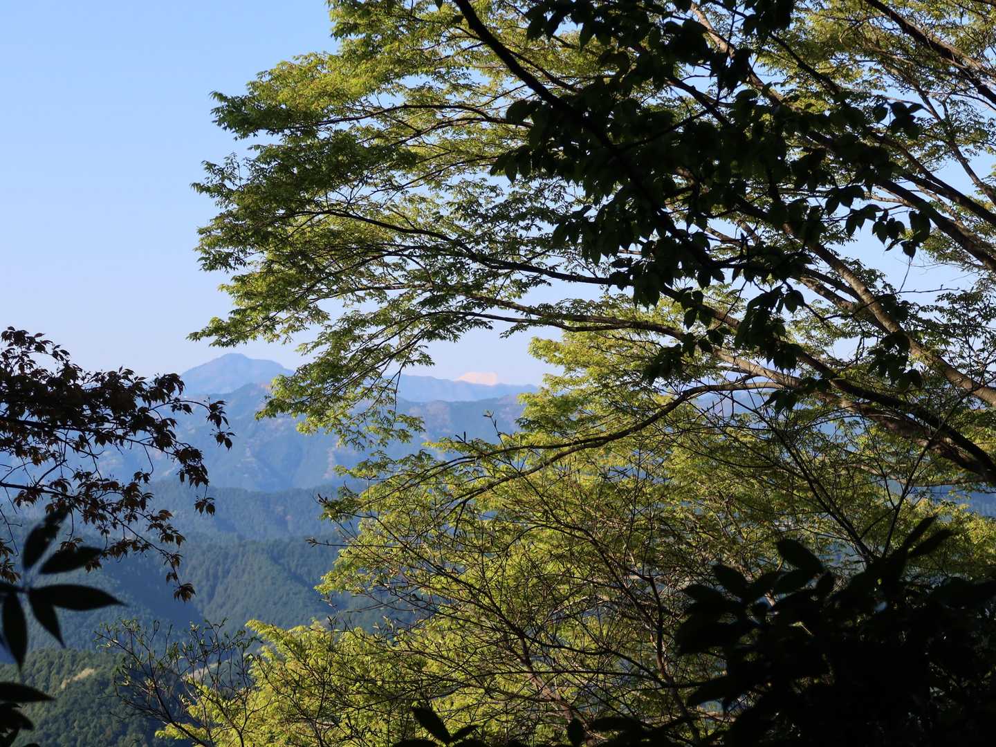 大高山山頂から富士山のてっぺんが見えます。こんなの事前に知らないとスルーしちゃいますよね（私はしげっぺさんのレポでチェックしてました）