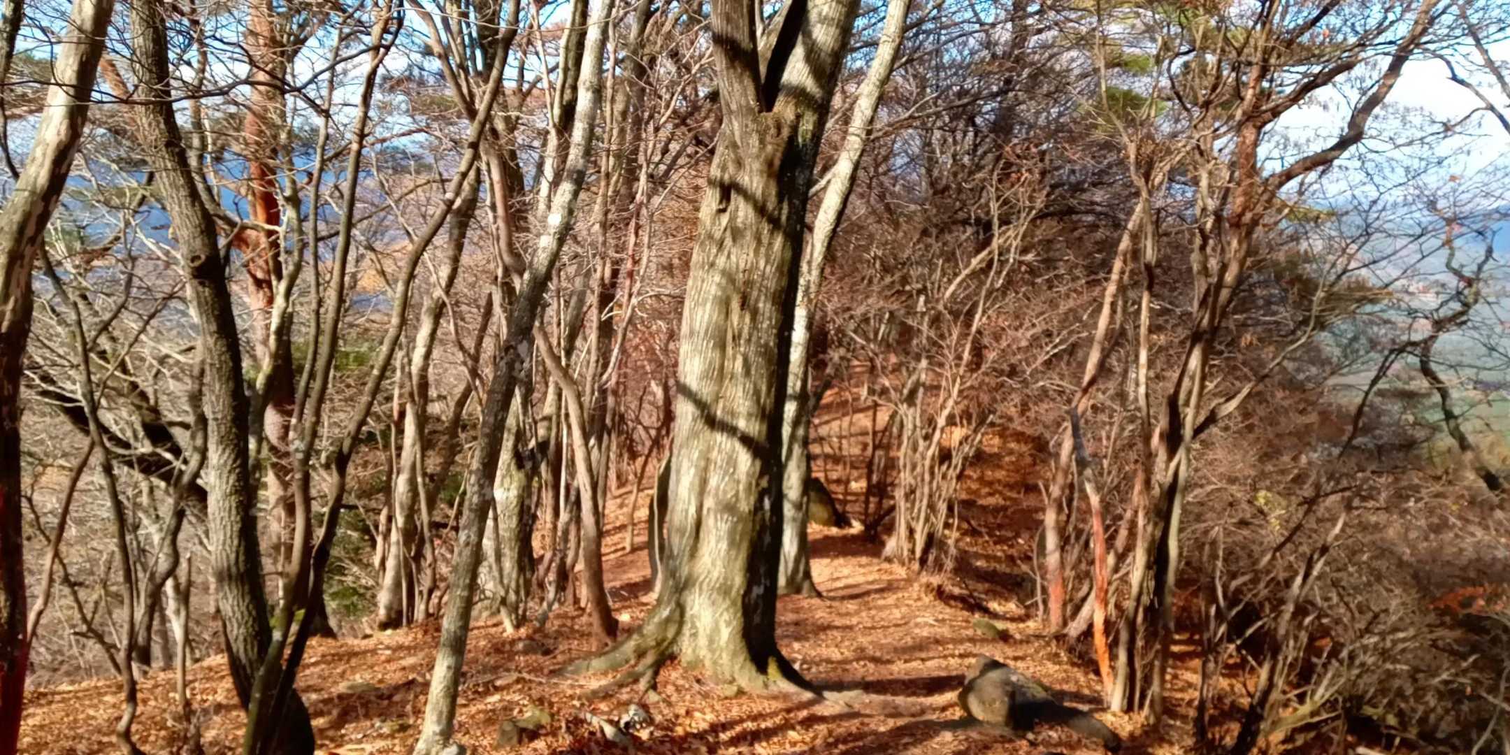 街路樹のようで、綺麗な尾根でした。