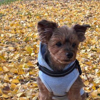 梅丸ちゃん？なかなか目線くれない。