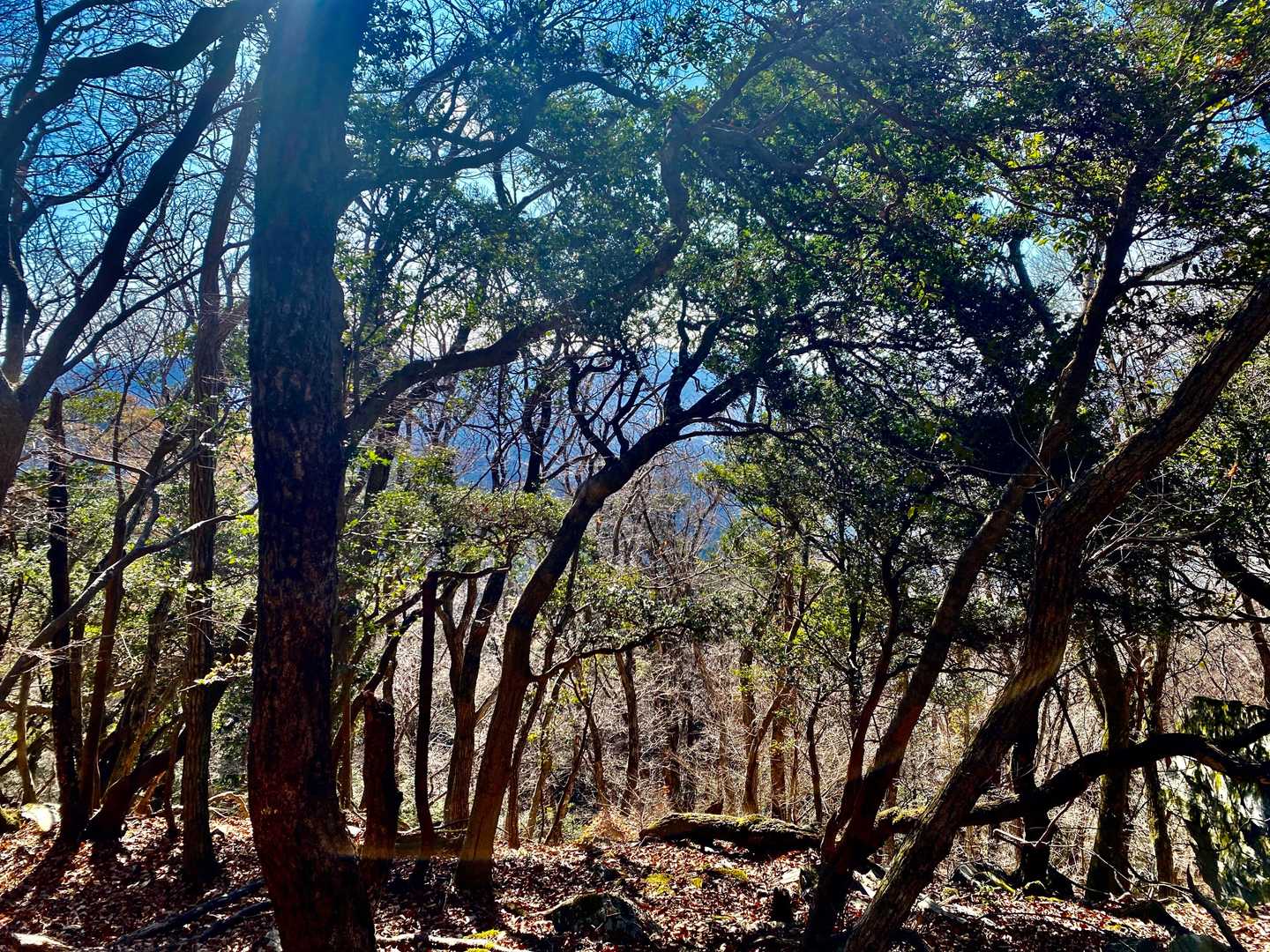 大森山からの📸