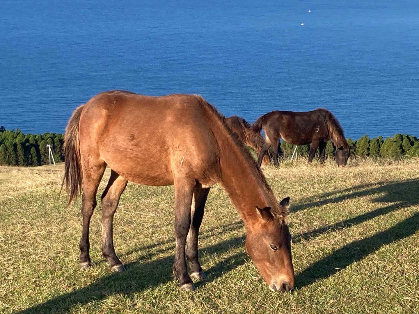 岬馬🐴
