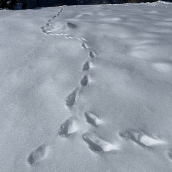 足跡見つけ🐾
何の足跡だろうと思い、調べまてみました。
キツネであってますでしょうか？！🦊