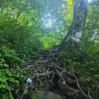 ロープ、木の根っこ
とても沢山出てきます（😃💕）