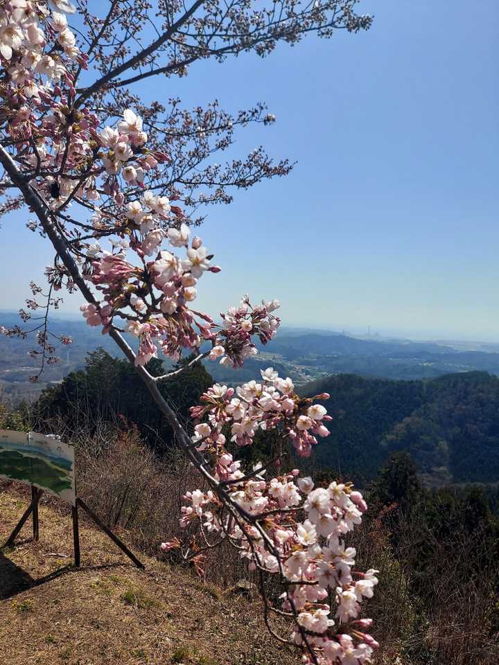 福島にも春が🌸🌸