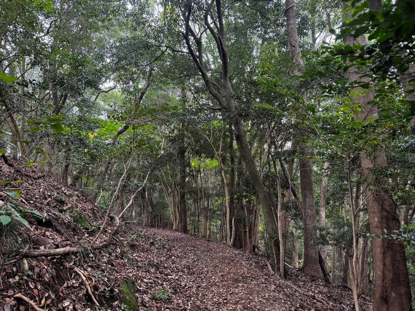 急な登山道は転びそうで怖かった😅途中電話がかかってきてしかも話ながらで📱
いつも以上にへっぴり腰で降りてました🤼