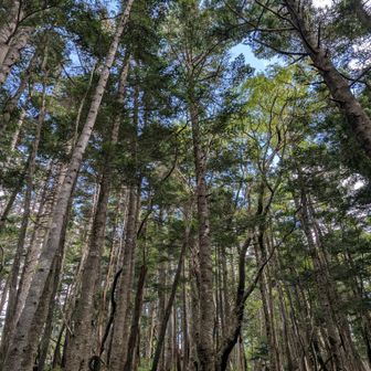 無事に登頂しましたが、兎にも角にもきっつい登りが続きます。