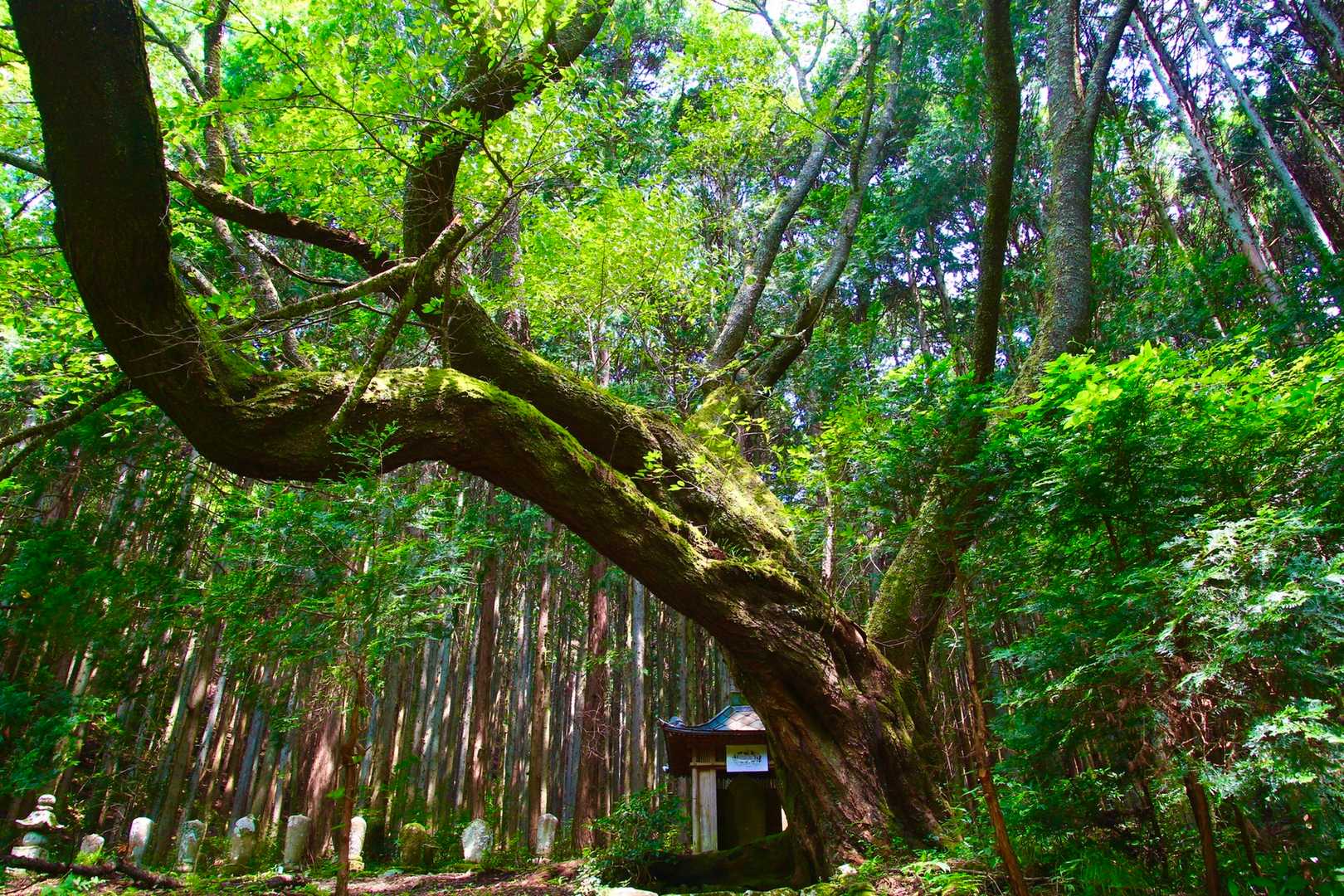 大乗寺のふもとの巨木。