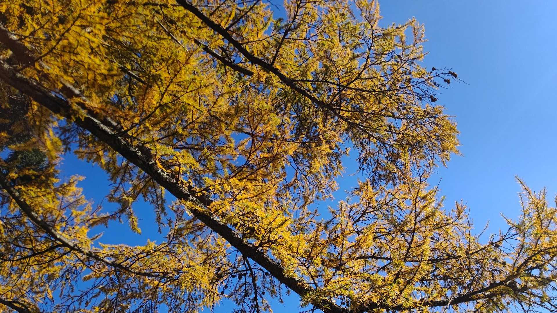 カラマツの紅葉と青空( *˙ω˙*)و ｸﾞｯ!