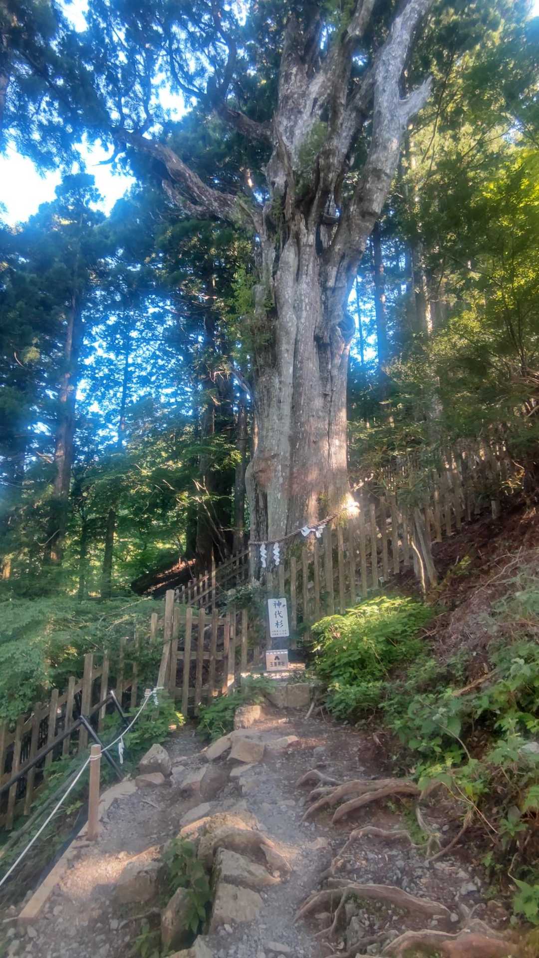 樹齢3000年の神代杉