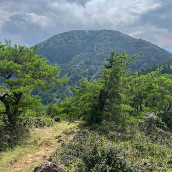 あれが大江山（千丈ヶ嶽）　
すぐです。