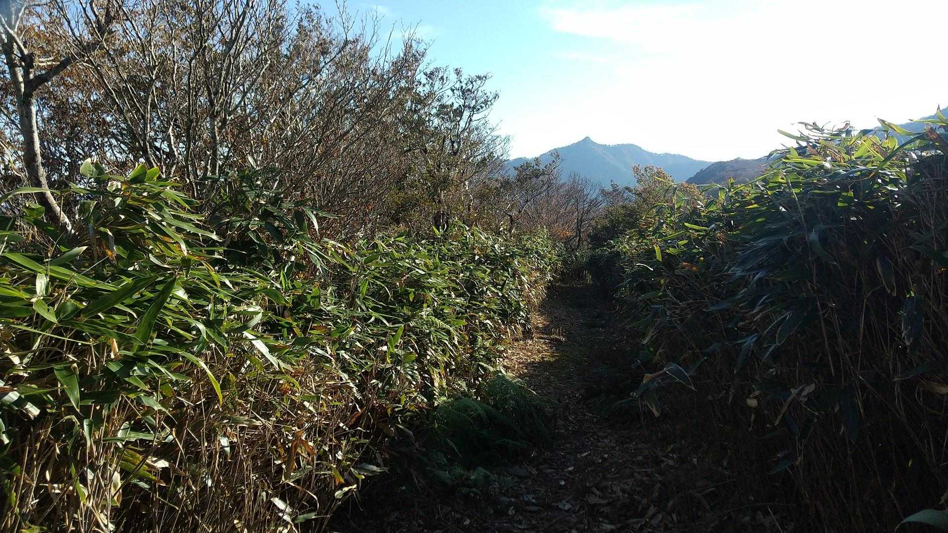 笹に触れることもない。