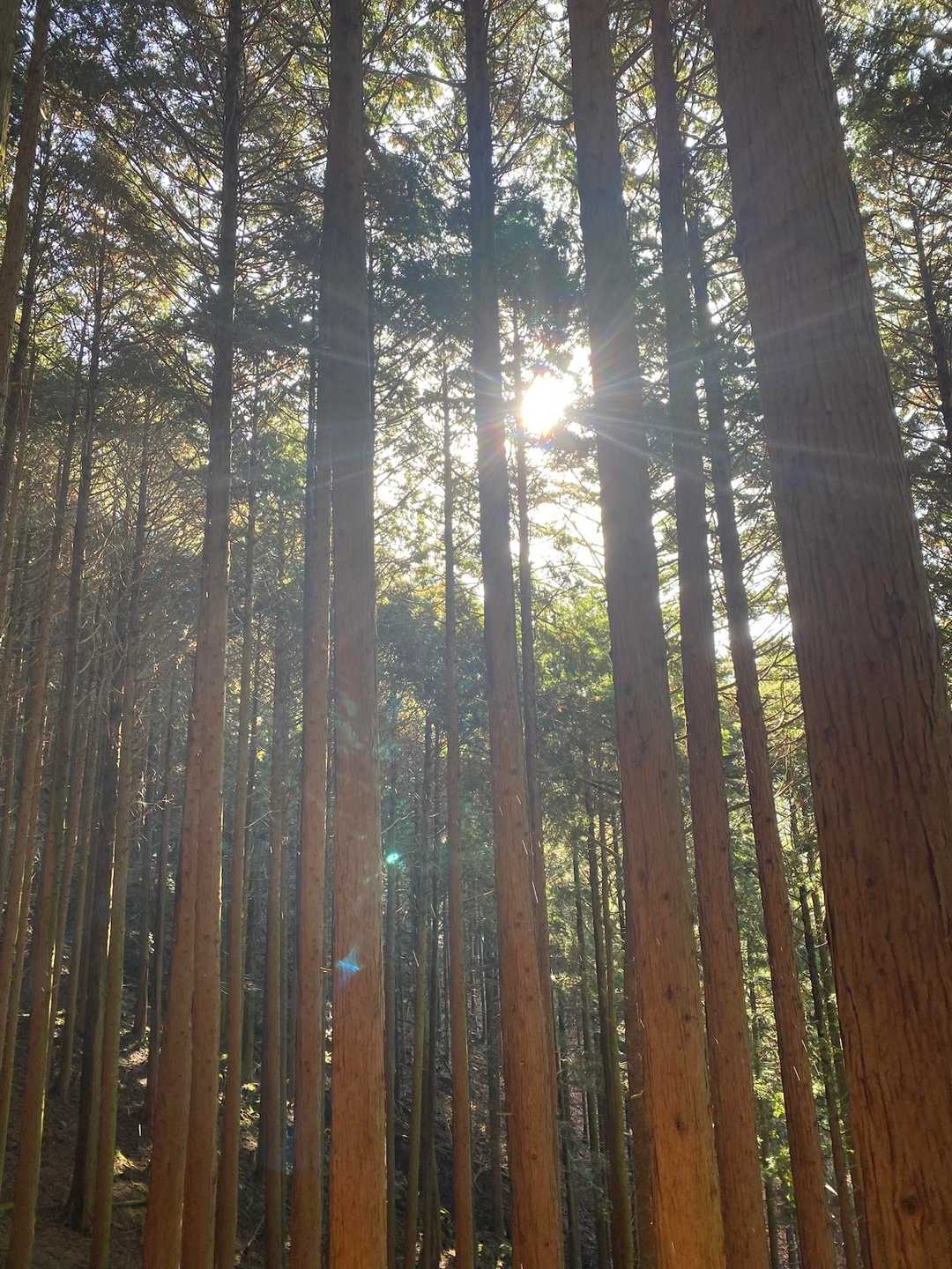 下山も最終盤😊
木漏れ日が気持ちいい😌