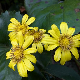 🥀ツワブキ今が開花時期ですね(^^)