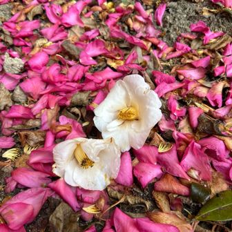 あら足元見ると「私を写真に撮って」言ってるようで‥🌺