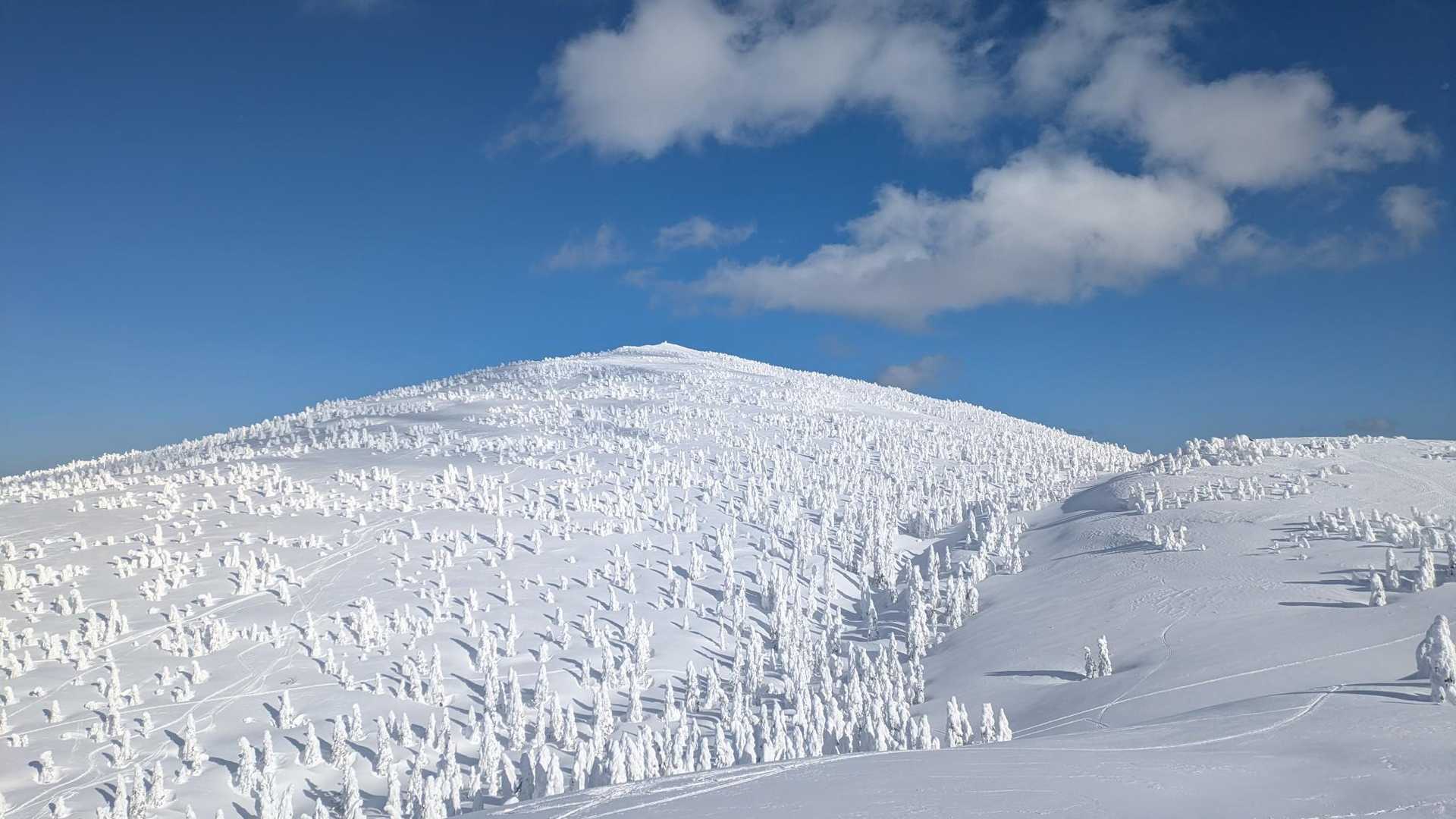 ゴンドラで手軽に天空の花畑へ。360度の絶景が迎える森吉山を往復の写真