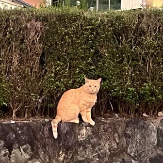 駐車場に可愛いチャトラ🐈🥰