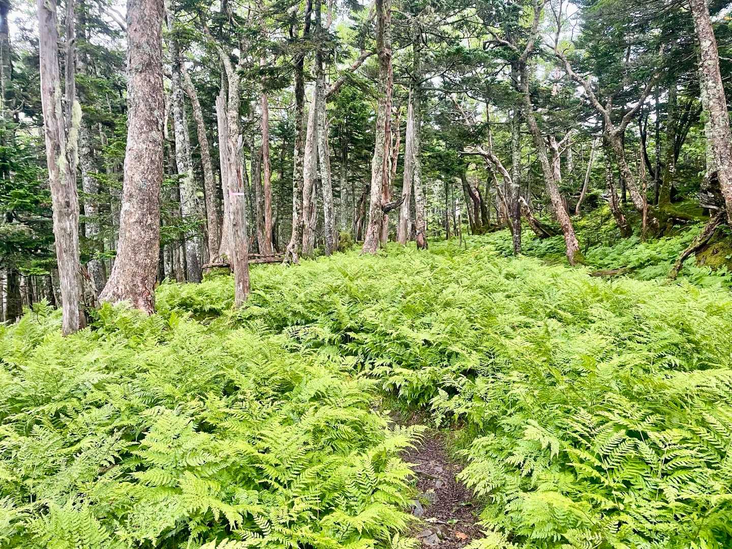 シダ植物がこんなにたくさん密集しているトレイルは初めてかも！
シダが美しいです✨