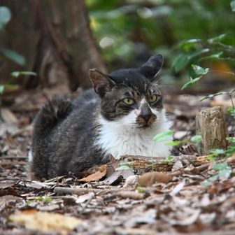 小虎の見送り、いってきます