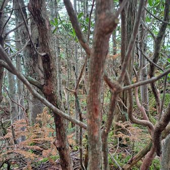 おまけで稲子岳