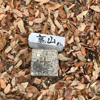 うるおいの森を通って
裏山のピークへ