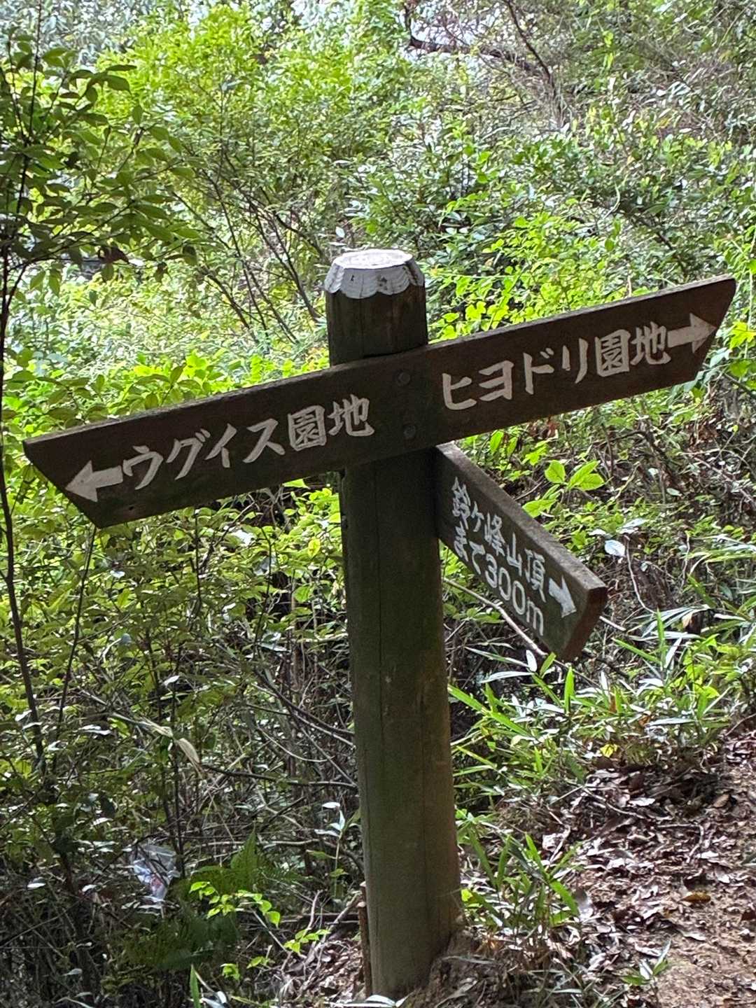 行きは、ウグイス園地から
下りは、ヒヨドリ園地より降りました