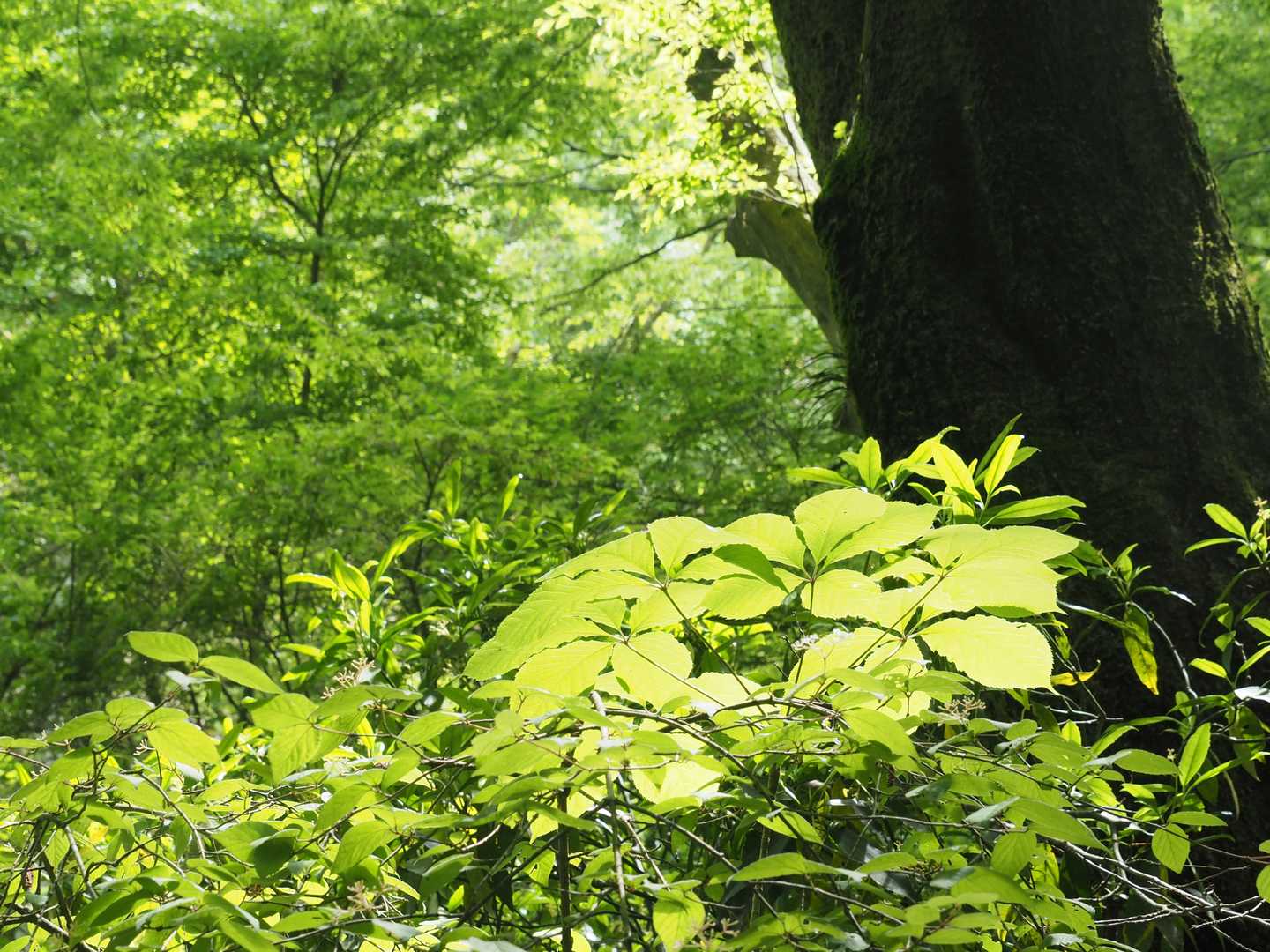 清々しい新緑が広がる